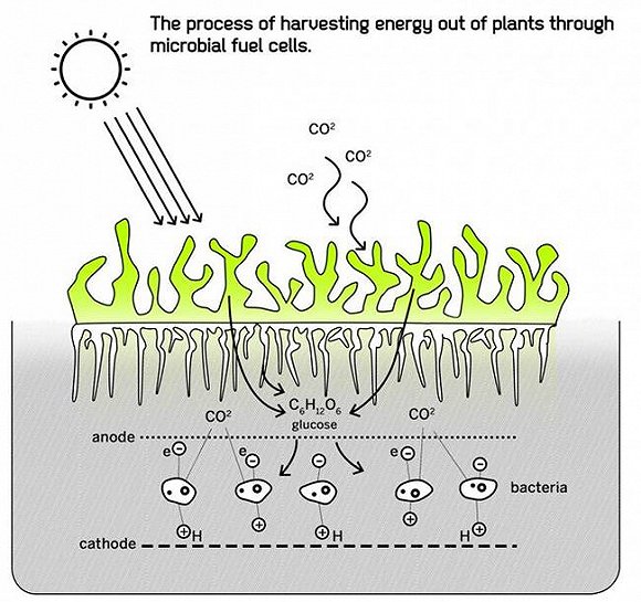 苔藓发电原理