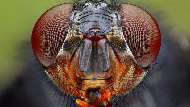 昆虫眼睛结构